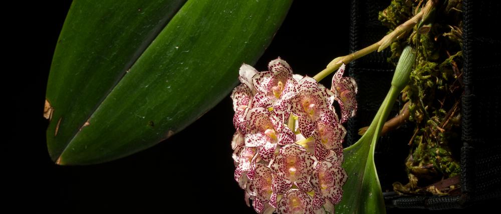 Die Orchidee Bulbophyllum kubahense wurde erst 2011 in einem Nationalpark auf Borneo entdeckt - und ist schon vom Aussterben bedroht.