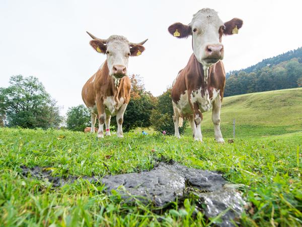 Kuhweiden gehören in Deutschland zur Kulturlandschaft. Im Bild Kühe in Gmund am Tegernsee, 2014.