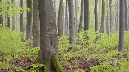 In einem intakten Wald wachsen junge Bäume von alleine nach, was Fachleute Naturverjüngung nennen. 