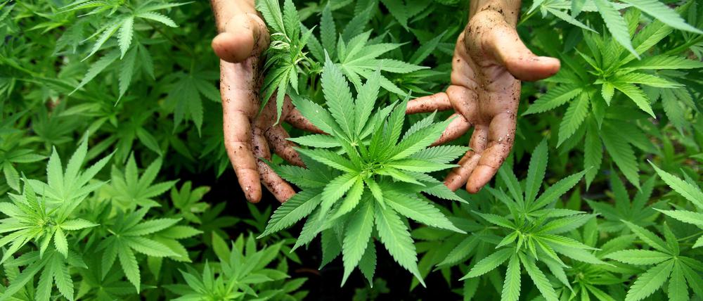 Cannabis Pflanzen. (Symbolbild)