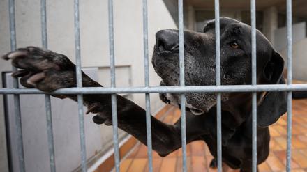 Viele Hunde, die falsch gehalten wurden, landen im Tierheim. 