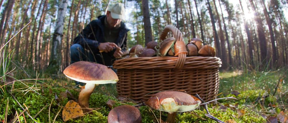 Ein Mann sammelt in einem Waldstück unweit der brandenburgischen Ortschaft Briesen (Oder-Spree) Pilze.