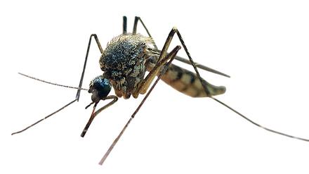 Der Erreger wird vorwiegend von Stechmücken der Gattung Culex, aber auch die Asiatische Tigermücke übertragen.