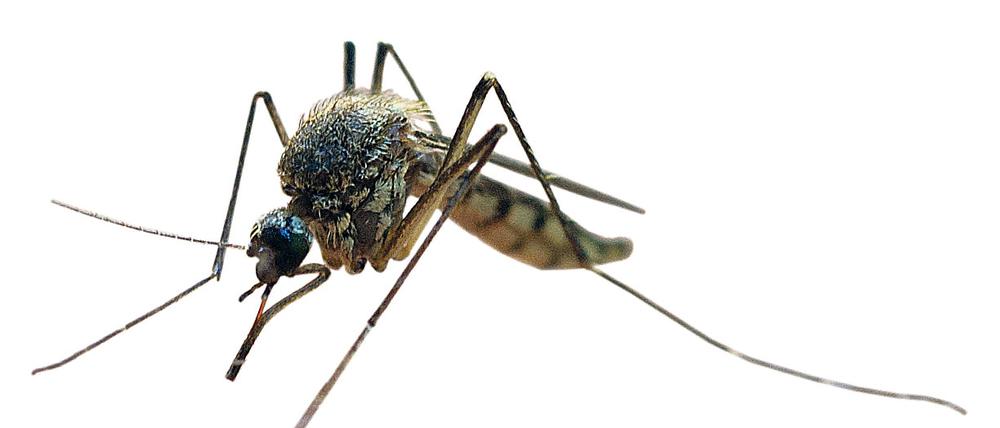 Der Erreger wird vorwiegend von Stechmücken der Gattung Culex, aber auch die Asiatische Tigermücke übertragen.