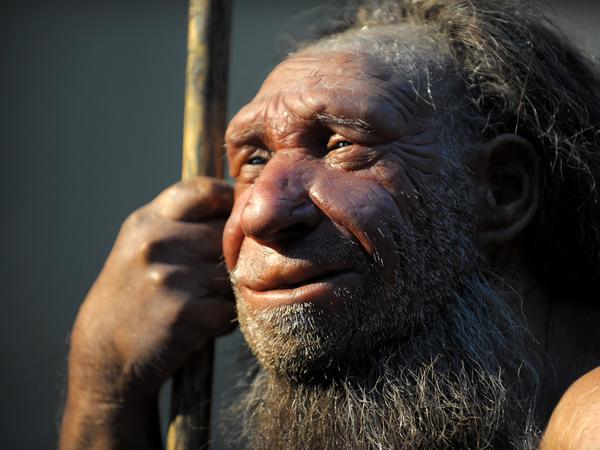 Neandertaler hatten schon vor 70.000 bis 75.000 Jahren Hülsenfrüchte und Gräser zubereitet.