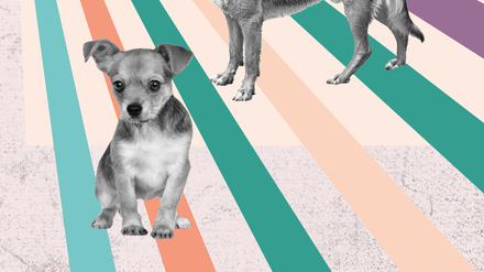 Welcher Hund ist in Berlin der Beliebteste? Und wie woke sind wir gegenüber dem Vierbeiner?