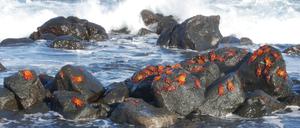 Trotzen jeder Welle: Klippenkrabben auf den Galapagos.