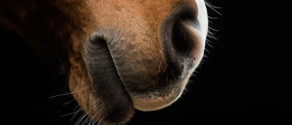 Ein Herpesvirus setzte zuletzt bei einem Turnier in Valencia einigen Pferden stark zu, so dass sie sich nicht mehr auf den Beinen halten konnten.