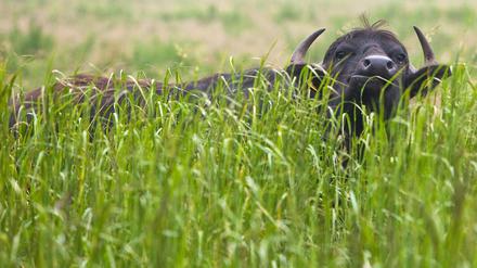 „Achtung! Freilaufender Bulle!“ Auch einige Wasserbüffel und eine kleine Herde Konikpferde tragen rund um die Schönerlinder Teiche dazu bei, dass dieses Naturschutzgebiet nicht zuwuchert. Entstanden waren die Teiche zur Unterstützung längst geschlossener Rieselfelder.