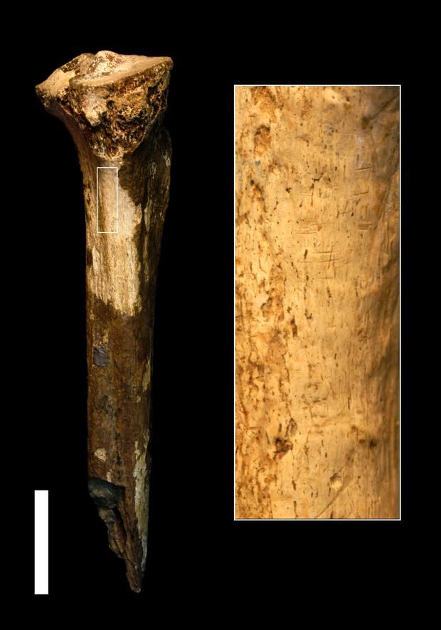 Schnittspuren auf einem 1,45 Millionen Jahre alten linken Schienbein eines Verwandten des Homo sapiens, das im Norden Kenias gefunden wurde.