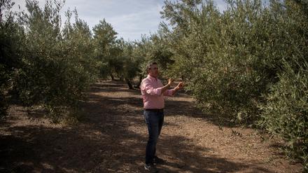Der Olivenbauer Cristobal Cano prüft, wie seine Bäume in der Region von Jaén die Trockenheit überleben. 