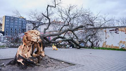 Am 19. Februar 2022 dahingeschieden - der Kult-Baum von der Warschauer Straße.