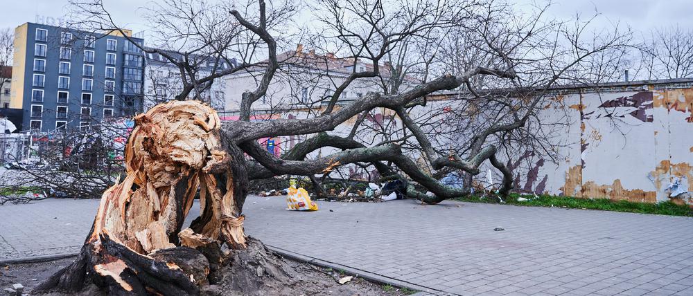Am 19. Februar 2022 dahingeschieden - der Kult-Baum von der Warschauer Straße.