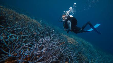 Auf Tauchgang: Taryn Fosters Mission ist es, so viele Korallen wie nur möglich zu erhalten.
