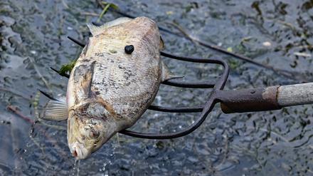 Ein toter Fisch wird aus dem Wasser des deutsch-polnischen Grenzflusses Oder geborgen.