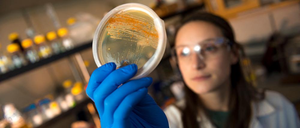 Die stille Pandemie? Berliner Forschende entwickeln neue Waffen gegen gefährliche Bakterien.