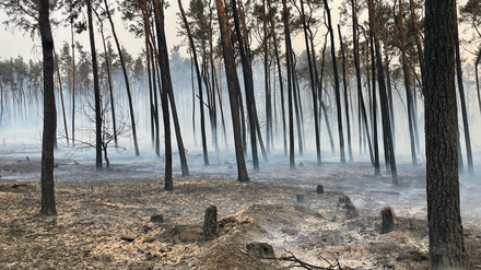 In den Wäldern Brandenburgs hat es dieses Jahr bereits über 300 Mal gebrannt. Hier ein Wald im Landkreis Elbe-Elster.