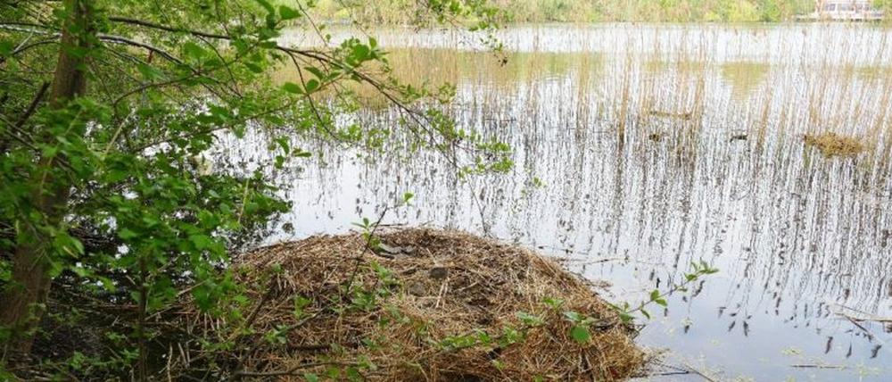 Das geplünderte Schwanen-Nest am Weißen See.