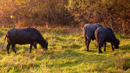 Wasserbüffel grasen auf den Feuchtwiesen in Tiefwerder.