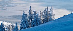 Verschneite Fichten am Gipfelhang des Hinteren Hörnle (1548 Meter) in den Ammergauer Alpen Anfang Dezember.