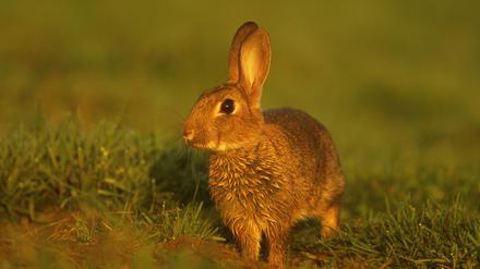 GBR, 2000: Wildkaninchen (Oryctolagus cuniculus), wachsam. [en] Rabbit (Oryctolagus cuniculus), alert. | GBR, 2000: Rabbit (Oryctolagus cuniculus), alert.