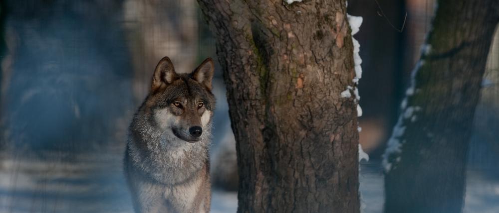 Seit den 1990er Jahren breitet sich der Wolf weltweit wieder aus. Im Osten und Süden Deutschlands haben sich Rudel niedergelassen.