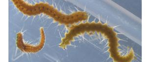 Zwei Hinterteile von Megasyllis nipponica-Würmern, ein männliches (oben) und ein weibliches (unten), nach der Trennung der ursprünglichen Körper.