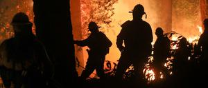 Menschgemachte Katastrophe. Feuerwehrleute bekämpfen Waldbrände in Kalifornien.