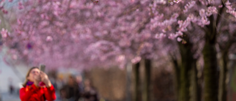 An der Schwedter Straße beim Mauerpark erblühen die Kirschbäume in diesem Jahr schon Ende März. Bis Mitte April sollen auch die anderen Orte am Grenzstreifen in Rosa getaucht sein. 