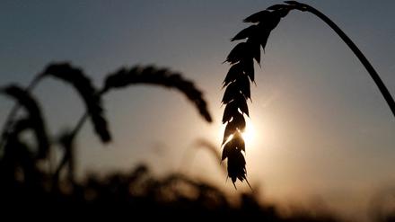 Die Weizenernte in der Ukraine könnte in diesem Jahr um ein Drittel geringer als 2021 ausfallen. 
