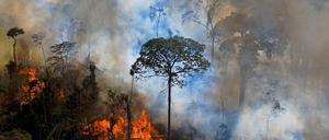 Unter Bolsonaro hat Rodung des Regenwaldes in Brasilien stark zugenommen.