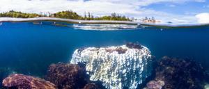 Über- und Unterwasseraufnahme einer etwa zwei Meter großen gebleichten Porites-Koralle am Great Barrier Reef. Eine gesunde Koralle wäre farbenfroh.