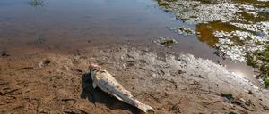Tote Fische prägen das Bild der Oder.
