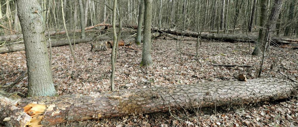 Umgestürzte Bäume und Totholz in einem Wald im Revier Müggelsee.