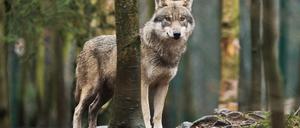 Der Wolf ist zurück. Das Tier war in Deutschland ausgerottet, doch jetzt breiten sich die Rudel aus.