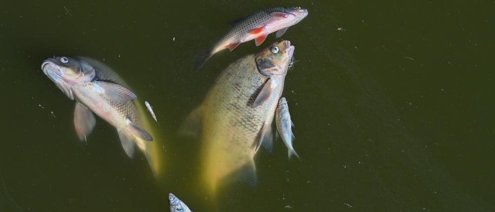 Tote Fische treiben in der Oder im Nationalpark Unteres Odertal nördlich der Stadt Schwedt.