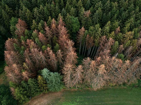 Wald in Not: Große Flächen sind durch Dürre, Stürme oder Schädlinge zerstört. 