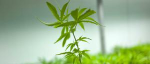 Zartes Pflänzchen: Der Anbau von Medizinalcannabis, wie hier in einem israelischen Gewächshaus, läuft auch in Deutschland an.