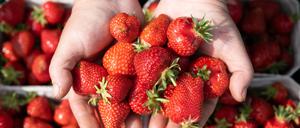 Jetzt ist Saison: Frische Erdbeeren gibt es überall. Die Beeren sind lecker und gesund. Doch konventionelle Ware ist oft mit Pestiziden belastet.