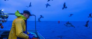 Die EU hat für die westliche Ostsee die Fangquoten um 60 Prozent reduziert. 