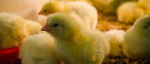 Flauschig und süß: Dennoch wurden früher jedes Jahr 45 Millionen männliche Hühnerküken getötet, weil sie keinen Profit abwerfen. Das ist jetzt verboten.