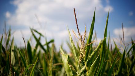 Maisfelder: Der Mais gehört auf den Teller oder in den Trog, finden Lemke und Özdemir. 
