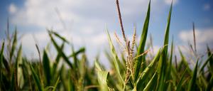 Maisfelder: Der Mais gehört auf den Teller oder in den Trog, finden Lemke und Özdemir. 