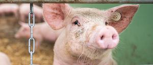 Die Afrikanische Schweinepest (ASP) wurde nun erstmals in Mecklenburg-Vorpommern nachgewiesen.