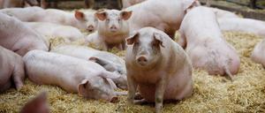 Arme Schweine: Im Schnitt sind 40 Prozent der Tiere krank.