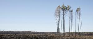 Waldbrandflächen bei Treuenbrietzen - für Wiederaufforstungsmaßnahmen nach Stürmen und Bränden fehlt es an Fachkräften.