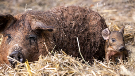 Alte Schweinerasse: Die Wollschweine auf dem Schlehenhof Beerfelde sind mit ihrem Wollmantel gut für das Leben im Freien gerüstet.