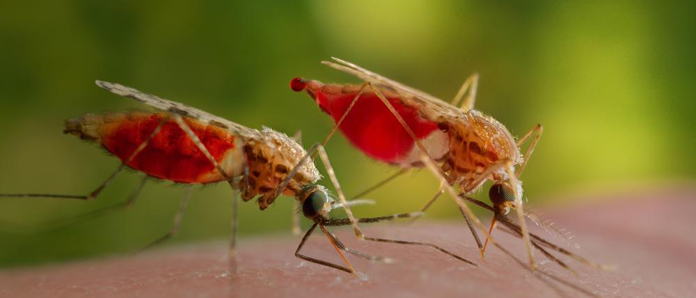 Der afrikanische Malaria-Überträger Anopheles gambiae (undatiertes Handout). 