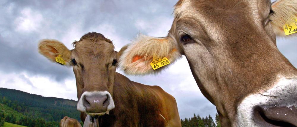 Über die Hälfte der menschgemachten Methanemissionen in der EU stammen aus der Landwirtschaft, insbesondere aus der Viehhaltung.