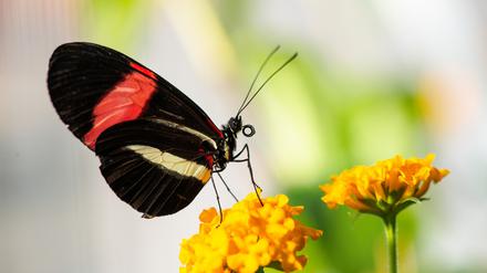 Großer Kurier (Heliconius melpomene), ein tropischer Schmetterling